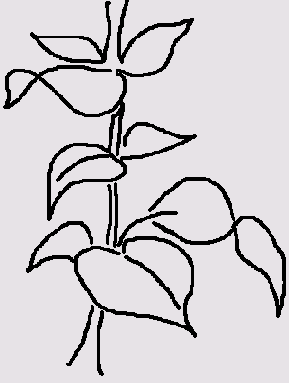    FreeHand
