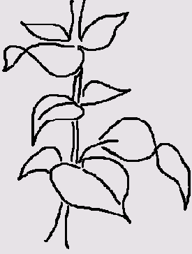     FreeHand 9.0
